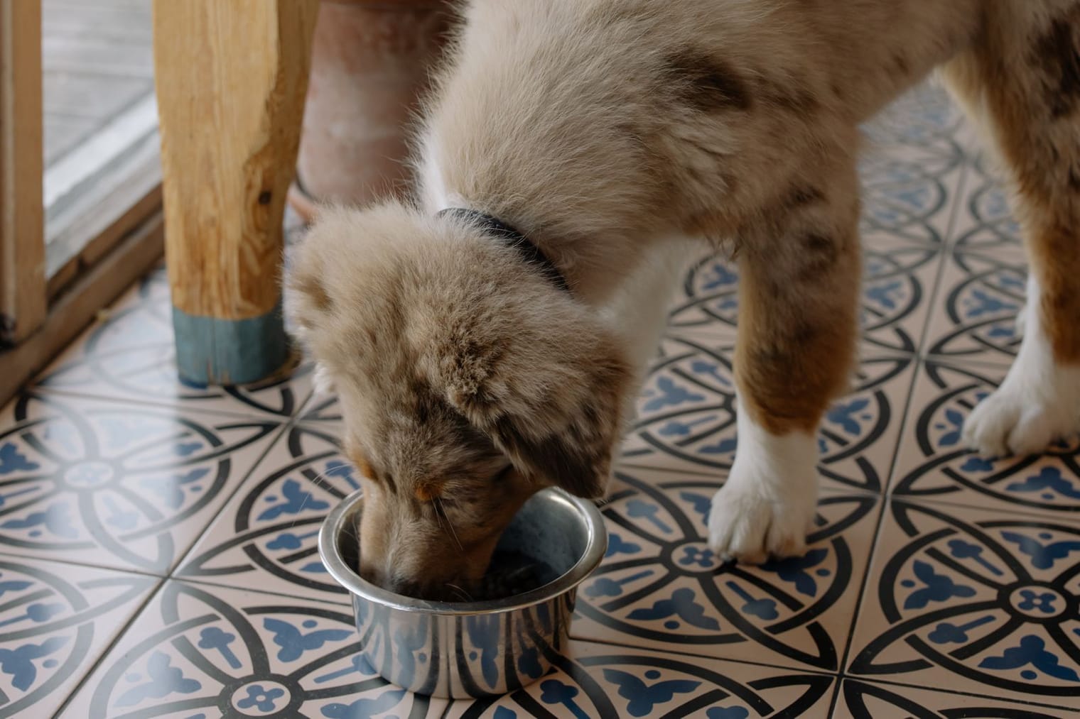 A young dog eating from a metal bowl at home