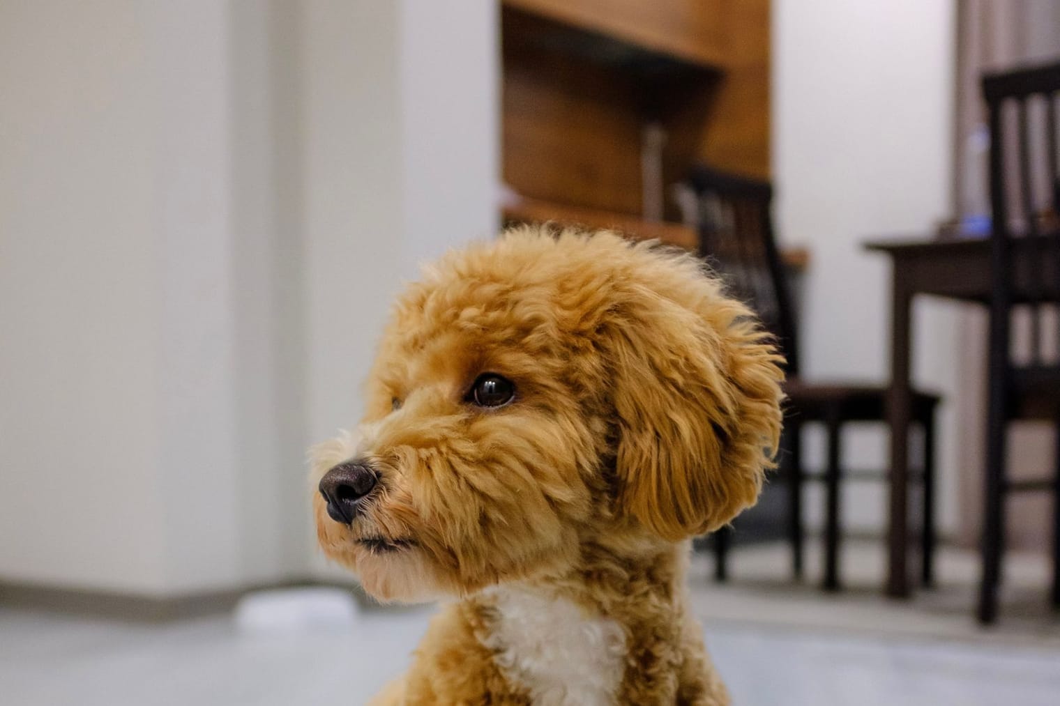 A curious young puppy at home, where most food dangers are