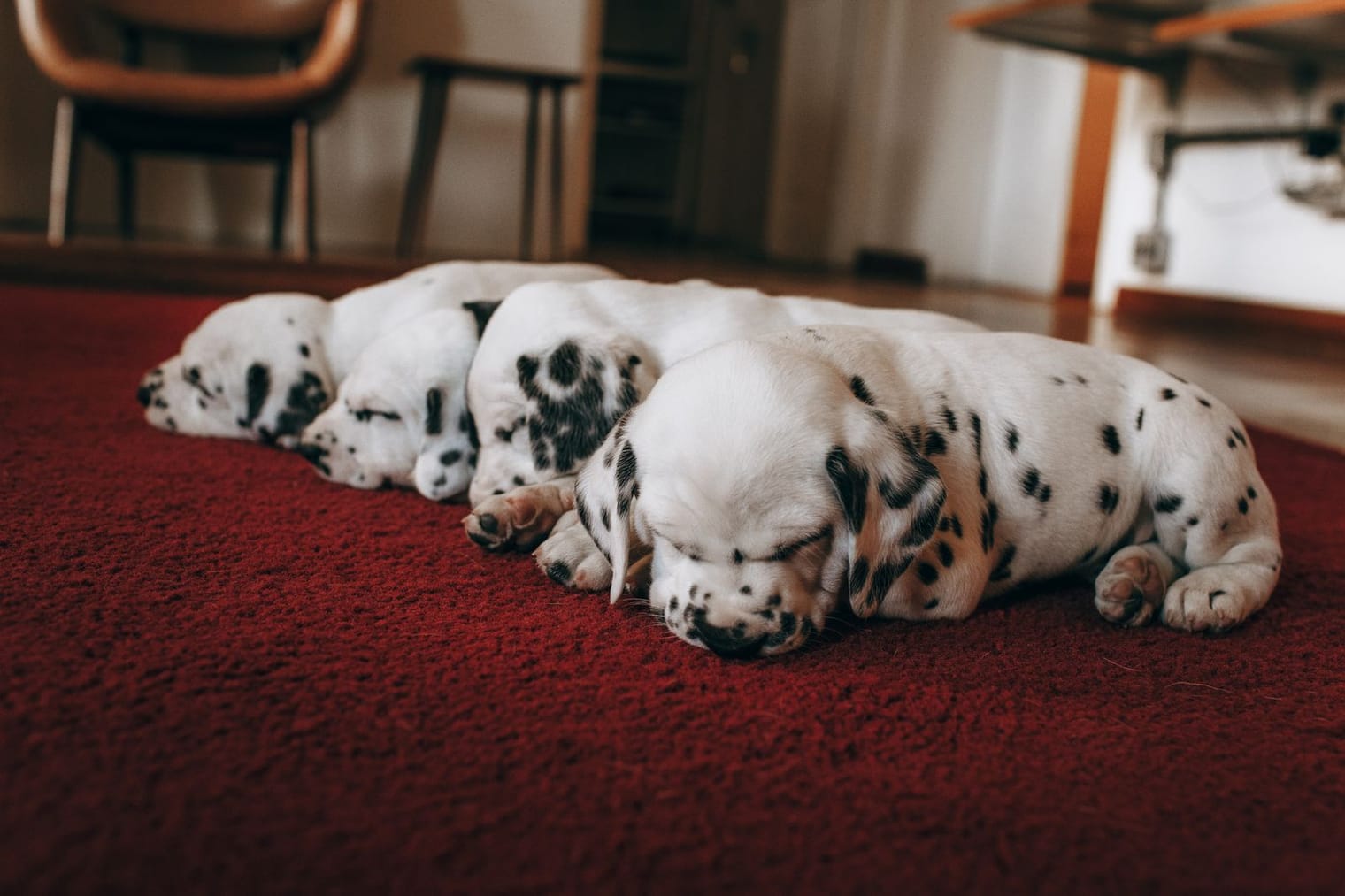 A calm puppy resting