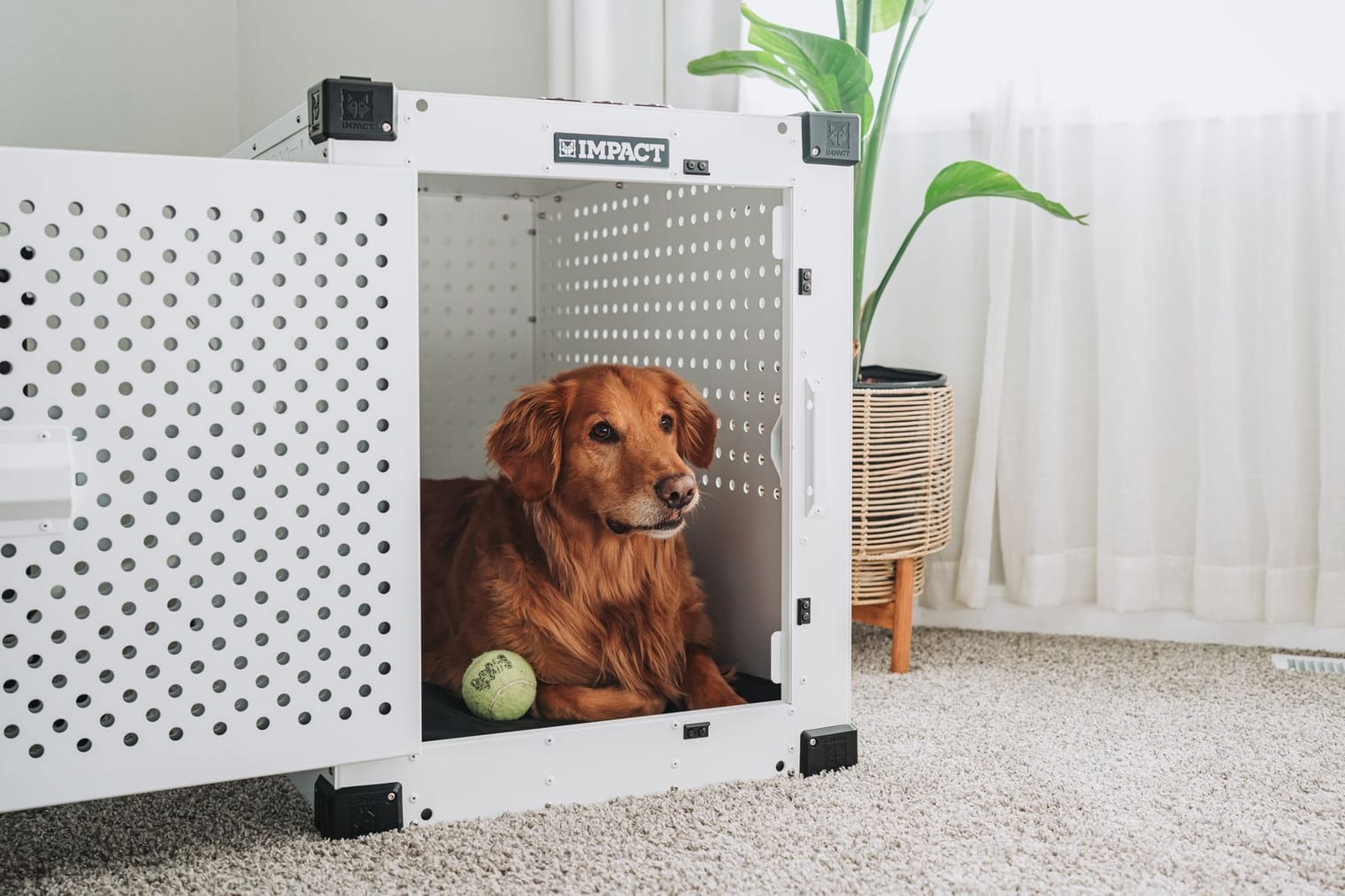 A calm dog resting comfortably inside an open crate at home