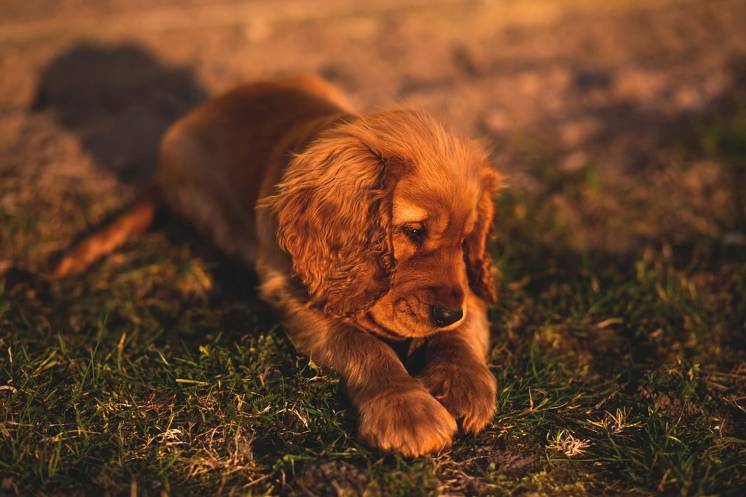 A young puppy standing in garden grass