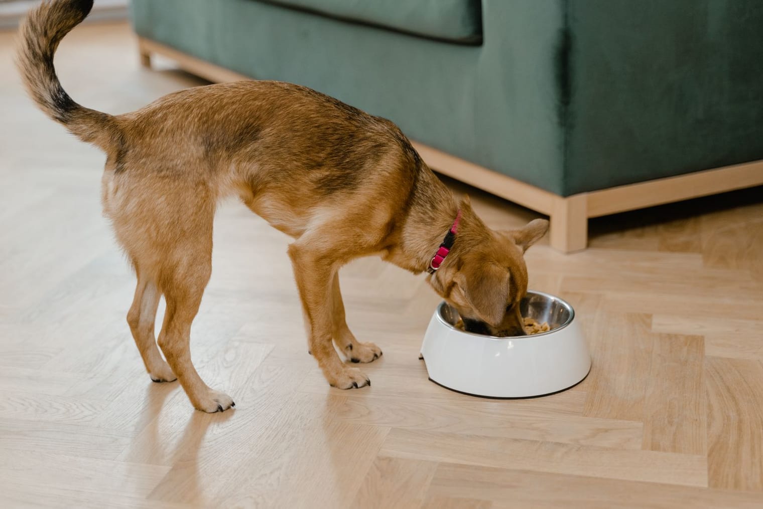 A young puppy eating from a stainless steel bowl on the floor