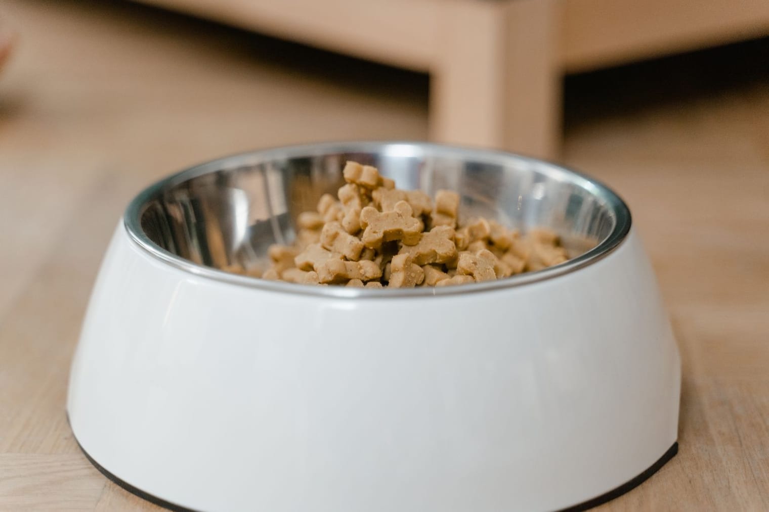 A measured bowl of puppy food