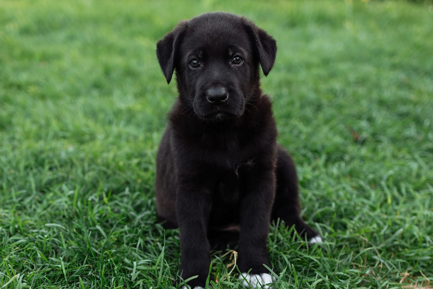 An alert, playful young Labrador-type puppy on the grass