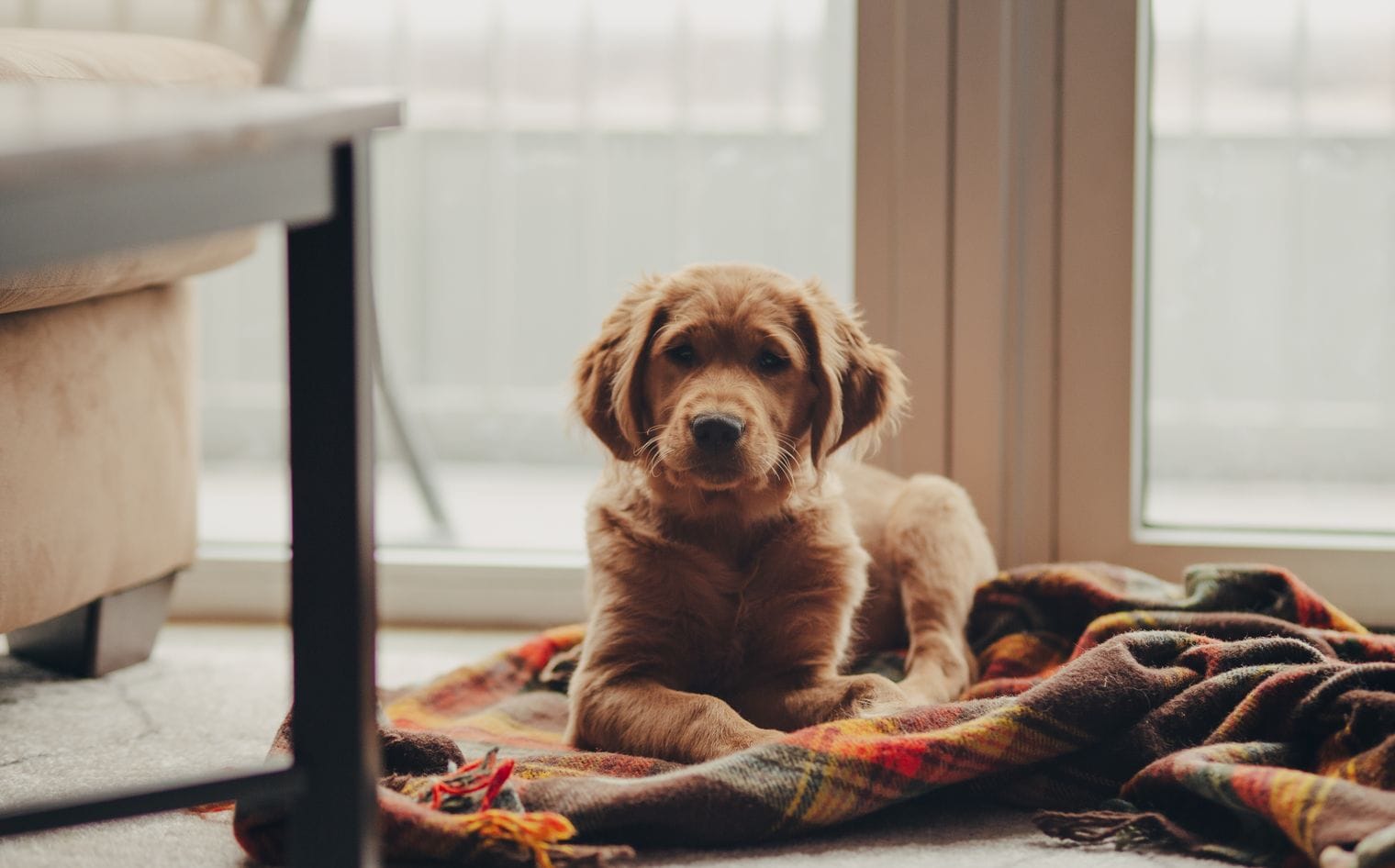 A calm golden retriever puppy resting on a blanket by a window indoors