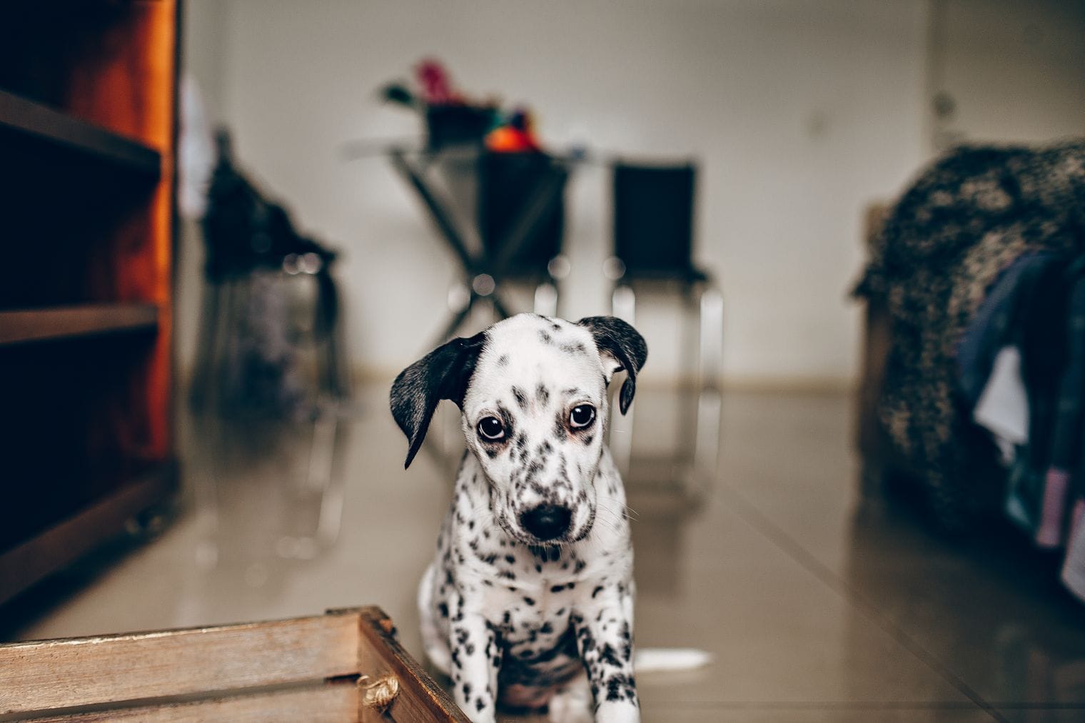 An alert puppy indoors, waiting by the floor