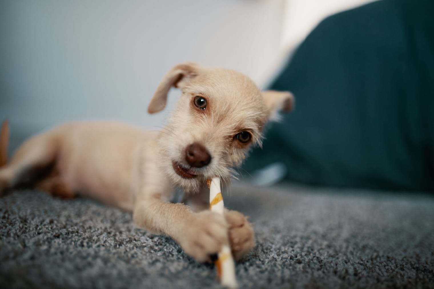 A young puppy lying down gnawing on a chew