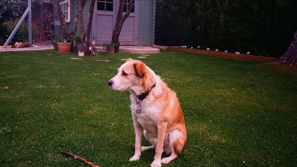 A grown tan and white dog sitting calmly in a garden