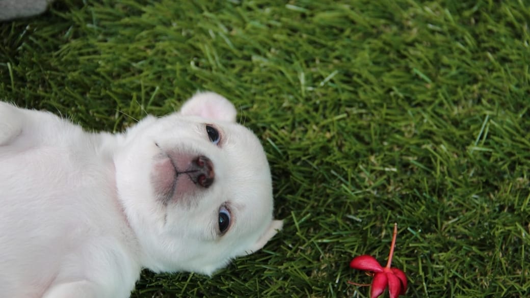 A playful young puppy