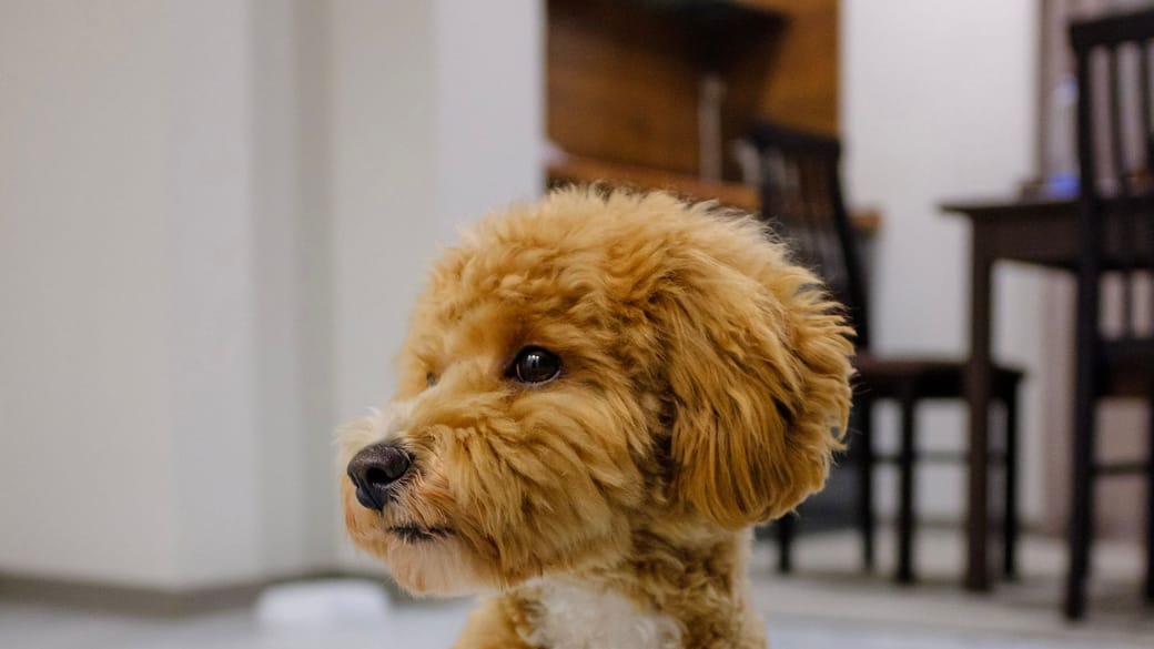 A fluffy apricot puppy sitting indoors at home