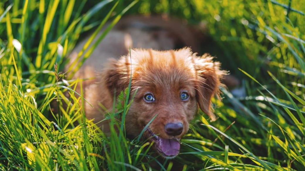 A young fox-red puppy in long garden grass