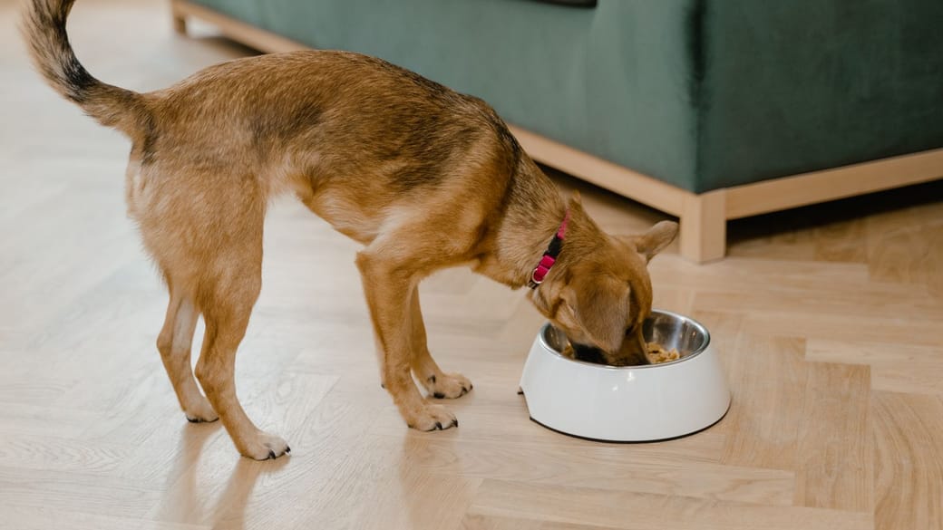 A young dog eating from a bowl on a wooden floor