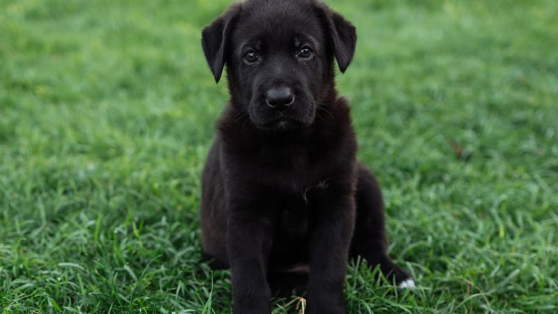 A young Labrador-type puppy with oversized paws sitting on grass