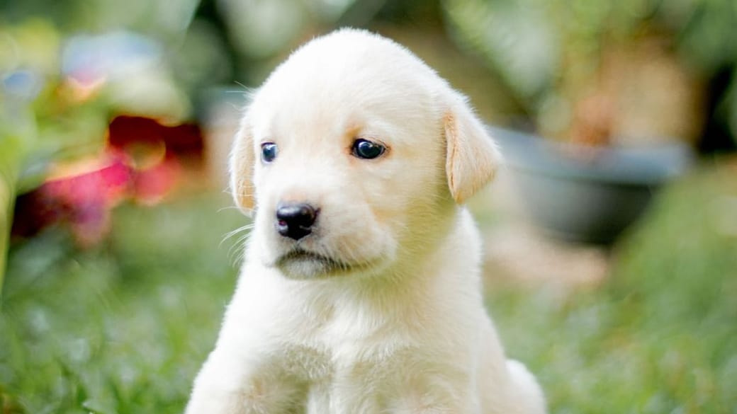 A young puppy exploring a secure garden