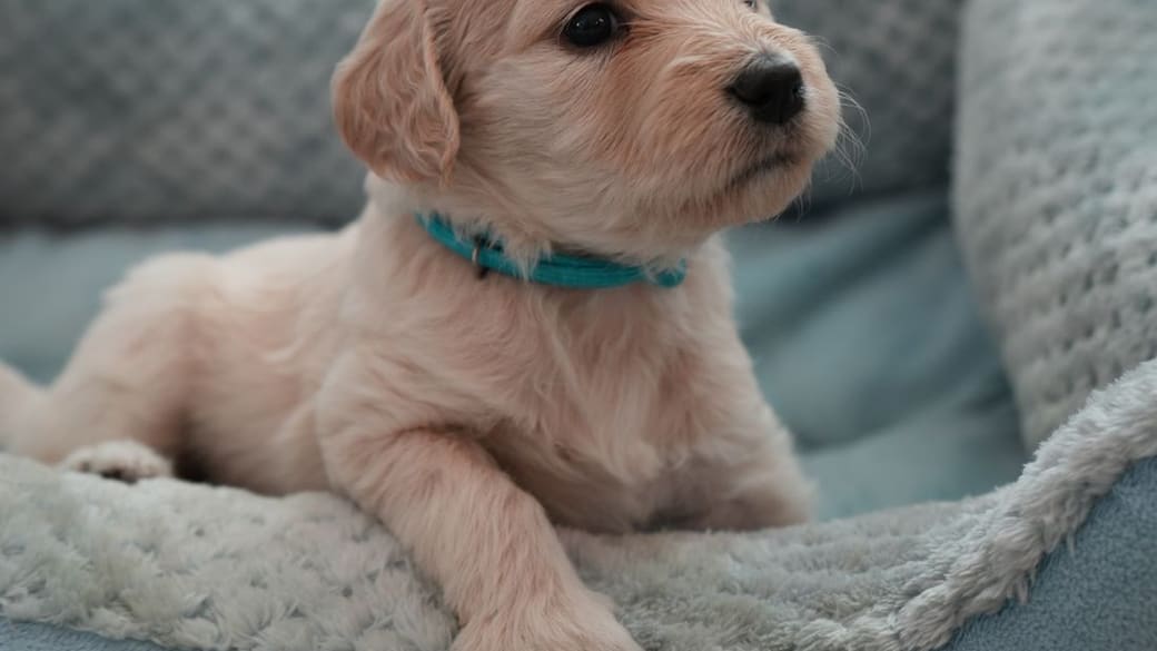 A calm puppy resting in its bed indoors