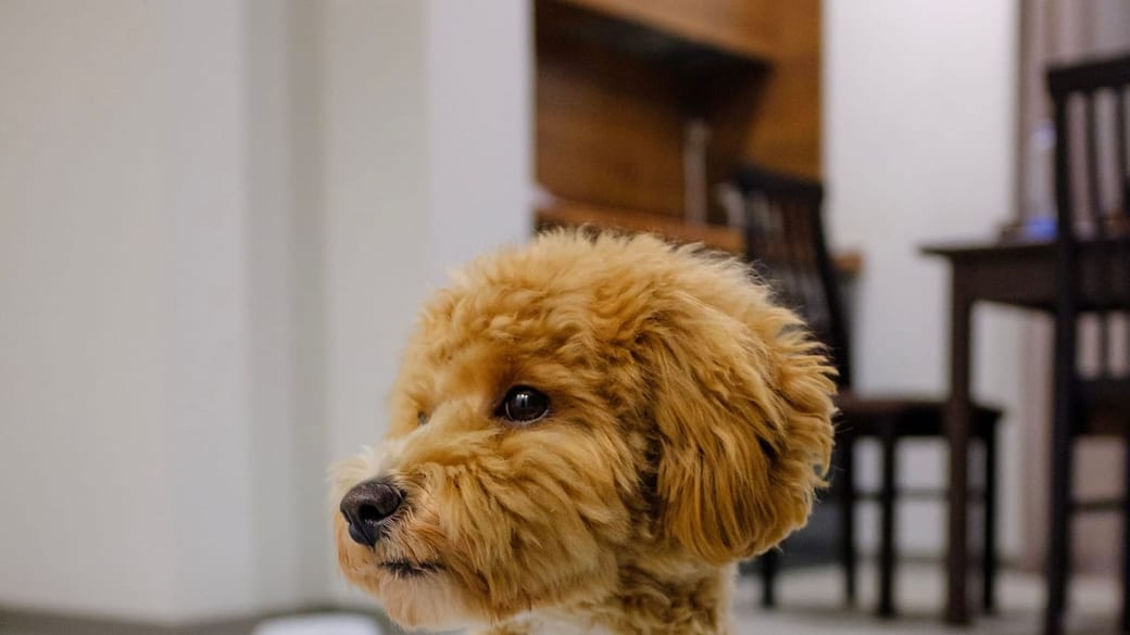 A curious puppy at home where food dangers are