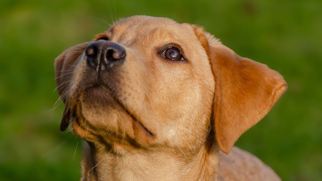 A healthy yellow Labrador puppy sitting on green grass