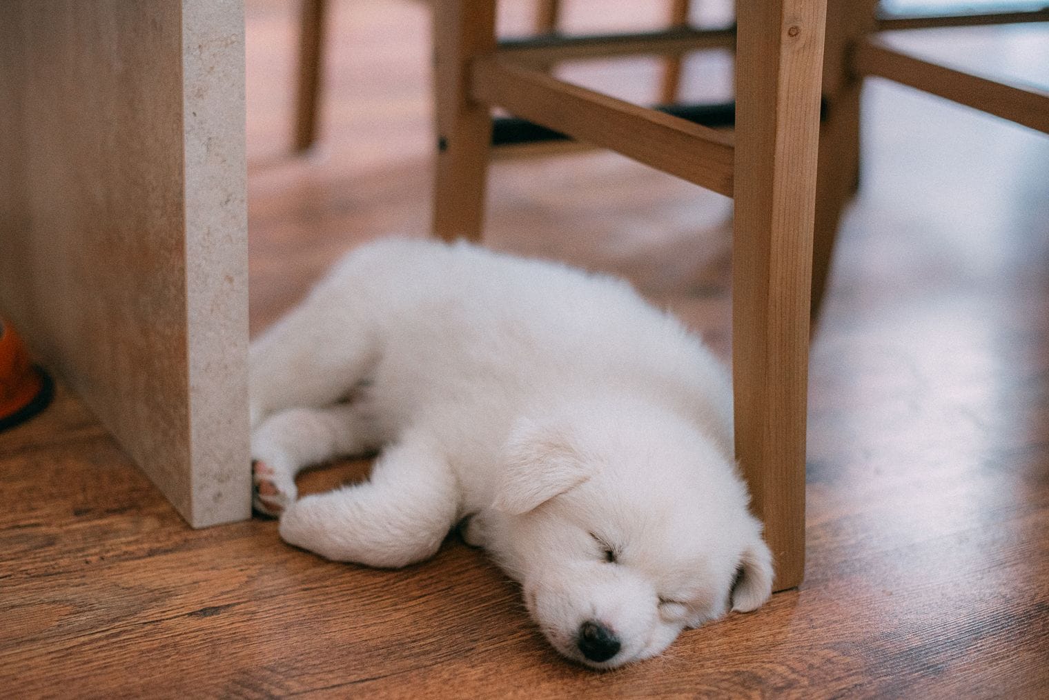 A young puppy resting on the floor indoors