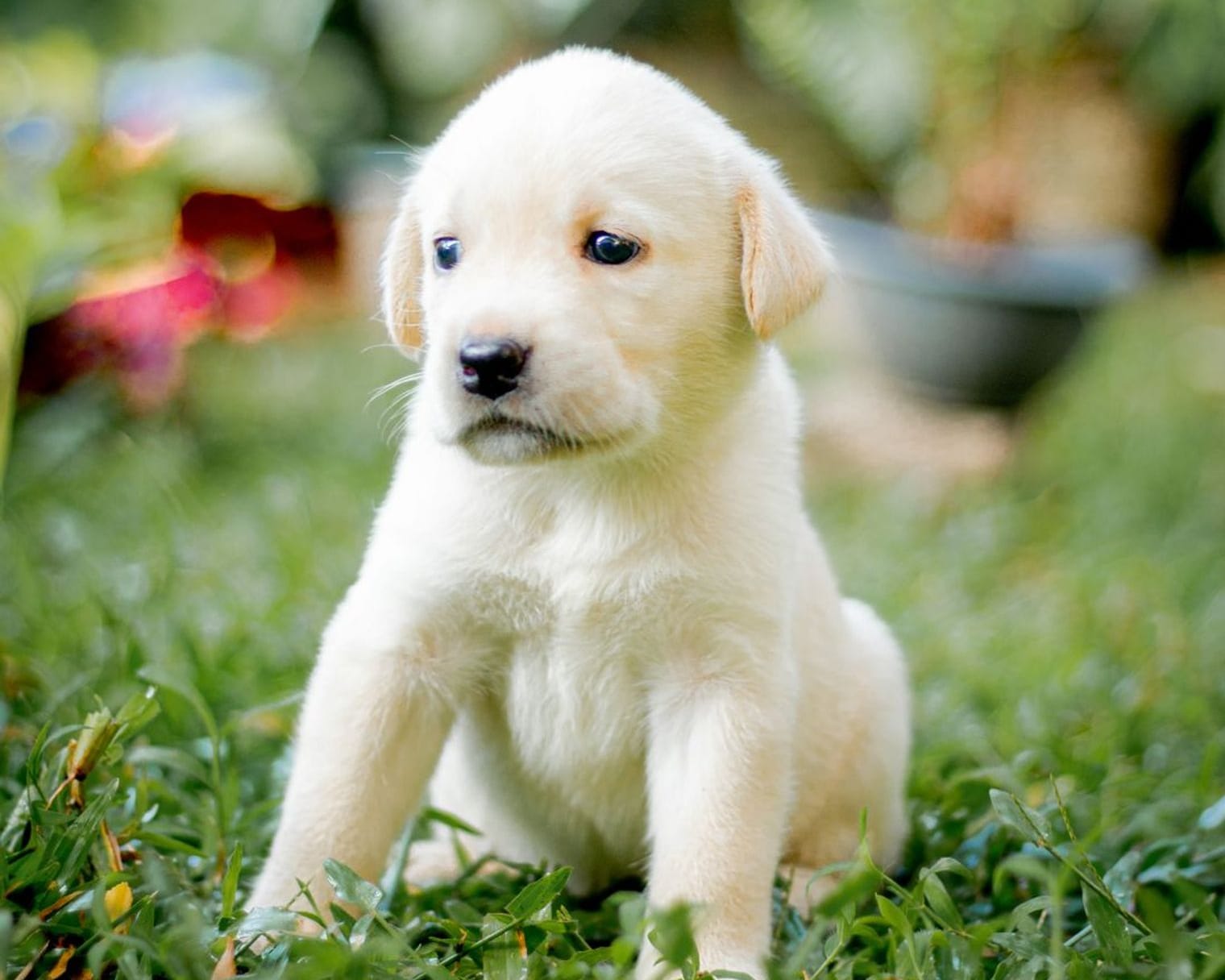 A young puppy exploring a secure garden