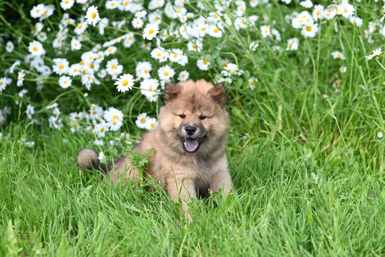 A happy fluffy puppy sitting outdoors in the grass among daisies